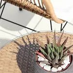 Lägenhetshotell Sea & Stone Mykonos 4*